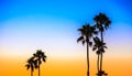 Palm Trees Silhouette At Sunset, Newport Beach, California