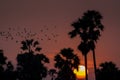 Palm trees silhouette at sunset. Orange sky tropic sunset view to palm trees forest silhouettes