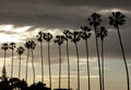 Palm Trees Silhouette on Sunset Sky