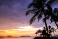 Palm trees silhouette with sunset