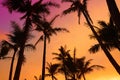 Palm trees silhouette on sunset tropical beach on Hawaii Royalty Free Stock Photo