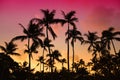 Palm trees silhouette on sunset tropical beach on Hawaii Royalty Free Stock Photo