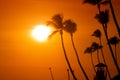 Palm trees silhouette at sunset tropical beach. Orange sunset. Royalty Free Stock Photo