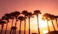 Palm trees silhouette on sunset, on tropical beach at phuket. Royalty Free Stock Photo