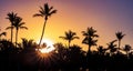 Palm trees silhouette at sunset on tropical island with sunrays Royalty Free Stock Photo