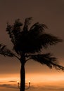 Palm trees silhouette