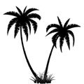 Palm trees silhouette Royalty Free Stock Photo