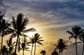 Palm trees silhouetted against beautiful sunlight background