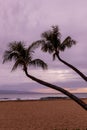 Palm Trees at Sunset on a Maui Beach Royalty Free Stock Photo