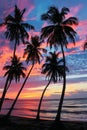 Palm Trees Silhouetted Against a Colorful Sunset Royalty Free Stock Photo