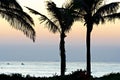 Palm trees silhouetted against a dawn sky.