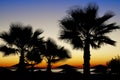 Palm trees silhouetted against a sunset