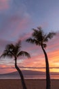 Palm Trees Silhouetted in a Maui Tropical Sunset Royalty Free Stock Photo