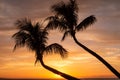 Palm Trees Silhouetted at Sunset Royalty Free Stock Photo