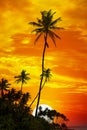 Palm trees silhouetted