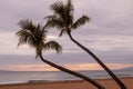 Palm Trees Silhouetted at Sunset on Maui Royalty Free Stock Photo