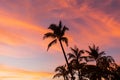 Palm Trees Silhouetted at Sunset on Maui Royalty Free Stock Photo