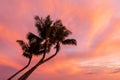 Palm Trees Silhouetted in a Maui Sunset Royalty Free Stock Photo