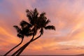 Palm Trees Silhouetted in a Tropical Maui Sunset Royalty Free Stock Photo