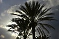 Palm trees silhouettes against blue sky and clouds Royalty Free Stock Photo