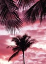 Palm trees silhouettes against the sunset sky Royalty Free Stock Photo