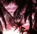 Palm trees silhouettes against the sunset sky Royalty Free Stock Photo