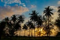 Palm trees silhouettes on the beach at sunset and sunrise Royalty Free Stock Photo