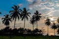 Palm trees silhouettes on the beach at sunset and sunrise Royalty Free Stock Photo