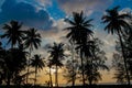 Palm trees silhouettes on the beach at sunset and sunrise Royalty Free Stock Photo