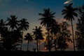 Palm trees silhouettes on the beach at sunset and sunrise Royalty Free Stock Photo