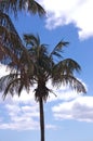 Palm trees silhouettes with cloudy sky background