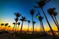 Palm trees silhouettes in Coconut Grove marina at sunset Royalty Free Stock Photo