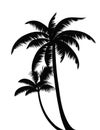 Palm trees silhouettes for decor.