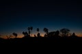 Palm trees silhouettes over an evening sky in Los Angeles, Calif