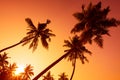 Palm trees silhouettes on tropical beach at summer warm vivid sunset Royalty Free Stock Photo