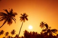 Palm trees silhouettes on tropical beach at summer warm vivid sunset