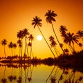 Palm trees silhouettes on tropical beach at summer warm vivid sunset with reflection