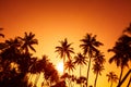 Palm trees silhouettes on tropical beach at summer warm vivid sunset