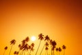 Palm trees silhouettes on tropical beach at summer warm vivid sunset