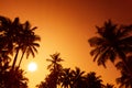 Palm trees silhouettes on tropical beach at summer warm vivid sunset