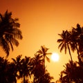 Palm trees silhouettes on tropical beach at summer warm vivid sunset