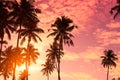 Palm trees silhouettes on tropical beach at sunset Royalty Free Stock Photo