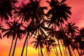 Palm trees silhouettes on tropical beach at sunset Royalty Free Stock Photo