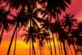 Palm trees silhouettes on tropical beach at vivid sunset Royalty Free Stock Photo