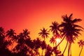 Palm trees silhouettes on tropical ocean beach at summer warm vivid sunset time Royalty Free Stock Photo