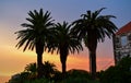 Palm trees sillhouette Royalty Free Stock Photo