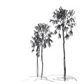 Palm trees sketch, black contour isolated on white background. simple art, Can be used for Card banner template, copy space.