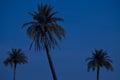 Palm trees and skies in the moonlight night