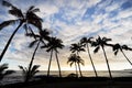 Palm trees and sky