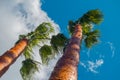 Palm trees on sky